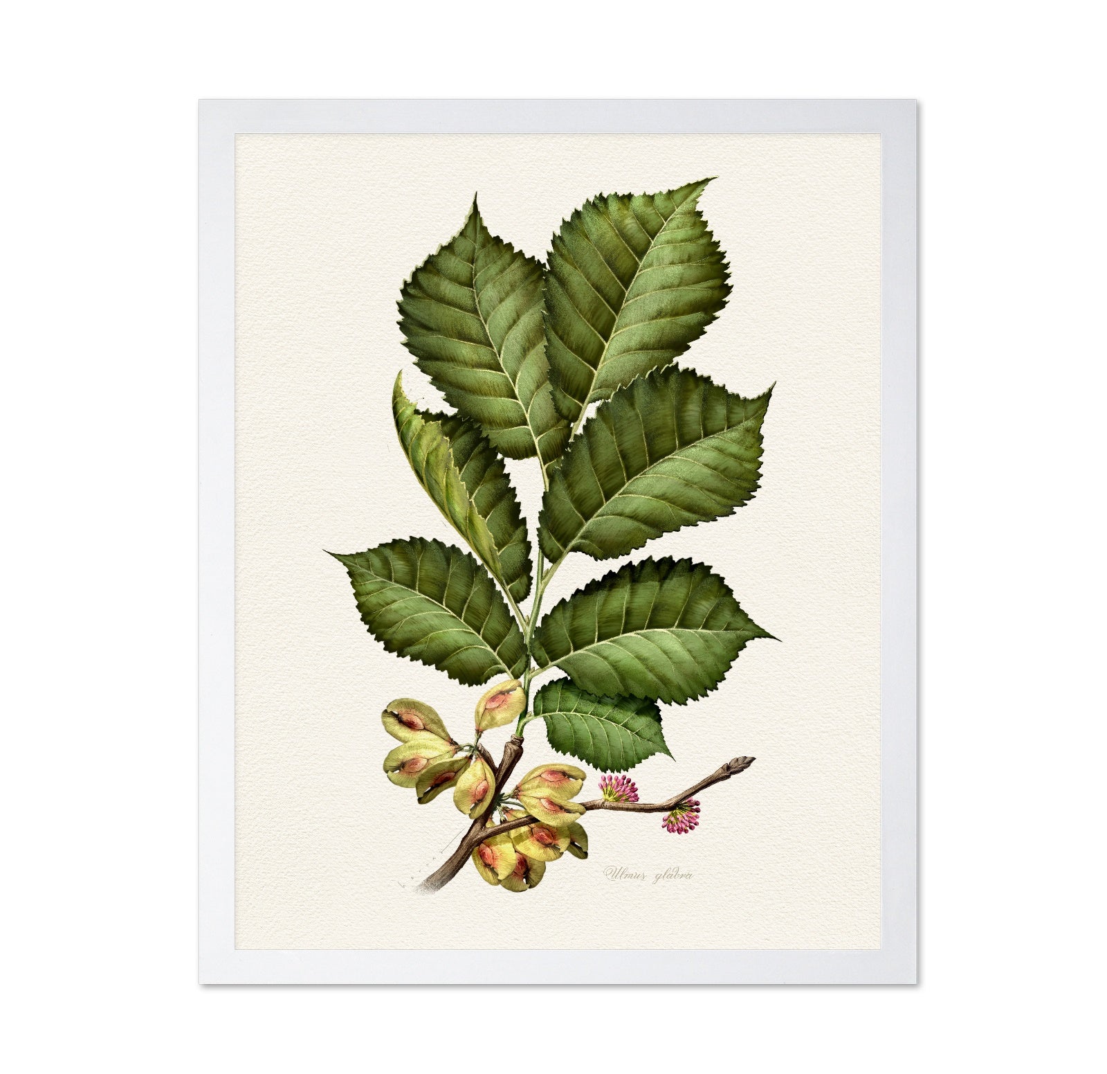 Ulmus Glabra