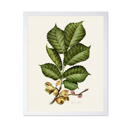 Ulmus Glabra
