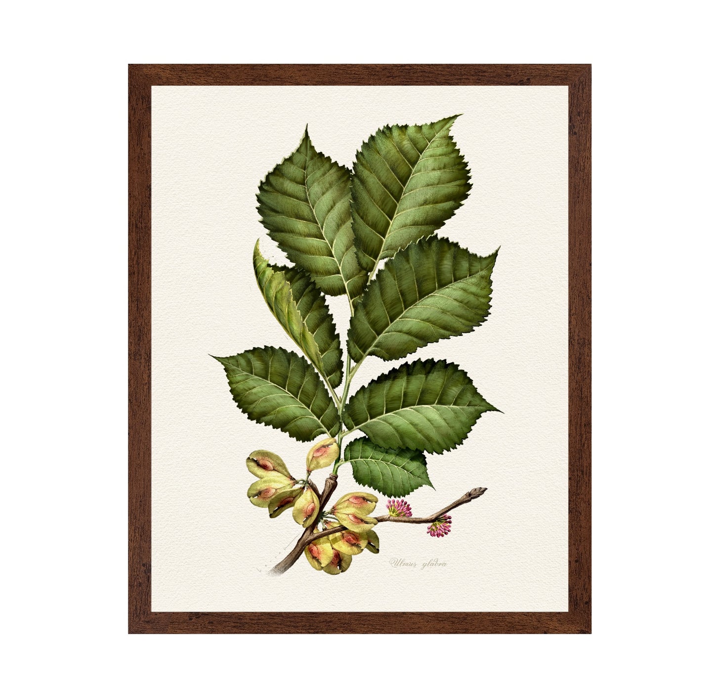 Ulmus Glabra