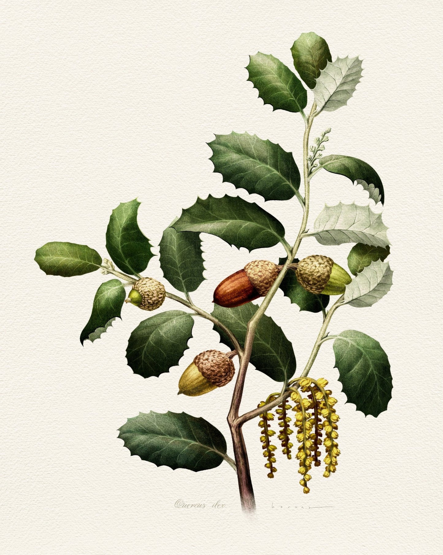 Quercus Ilex