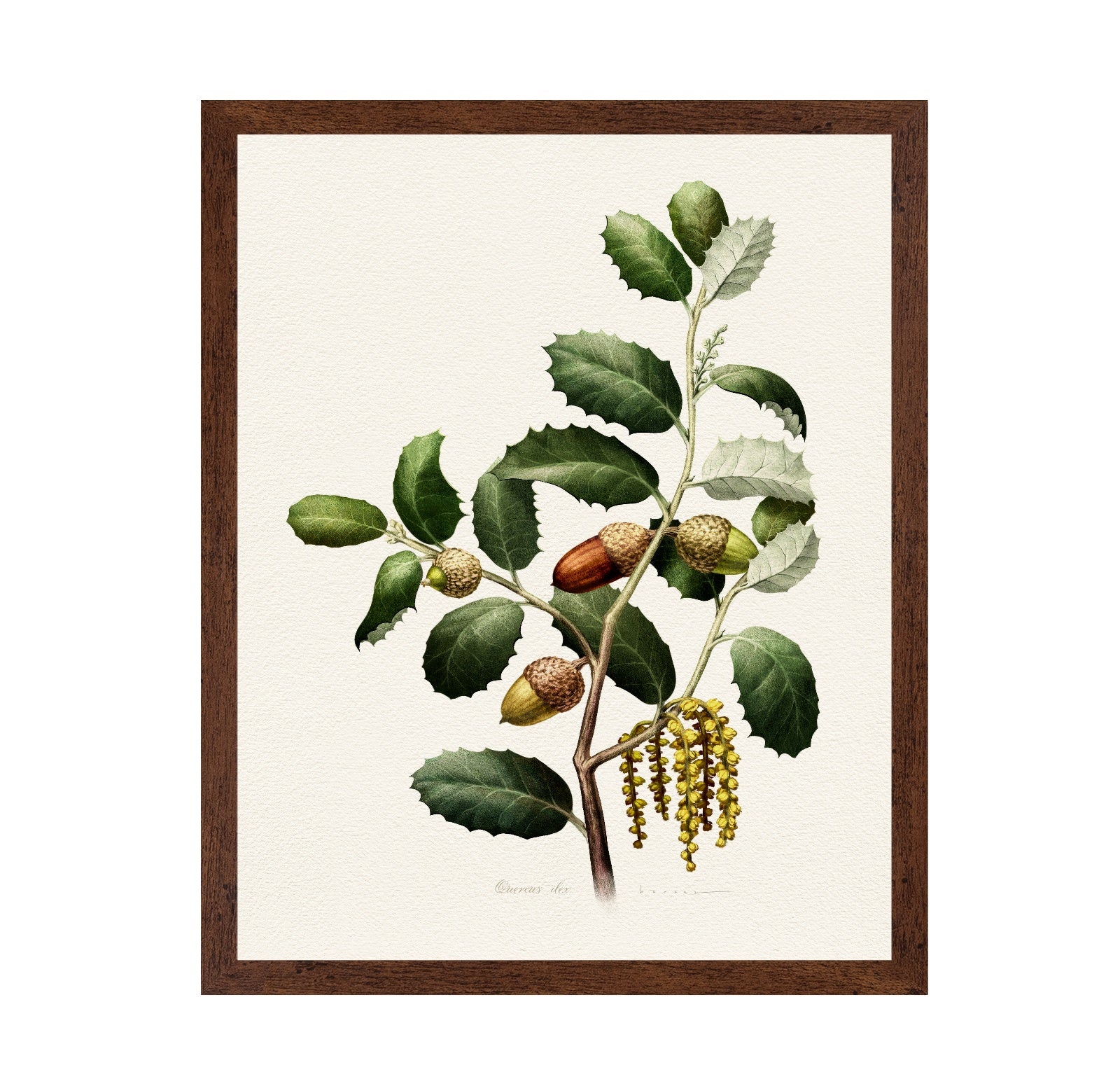 Quercus Ilex