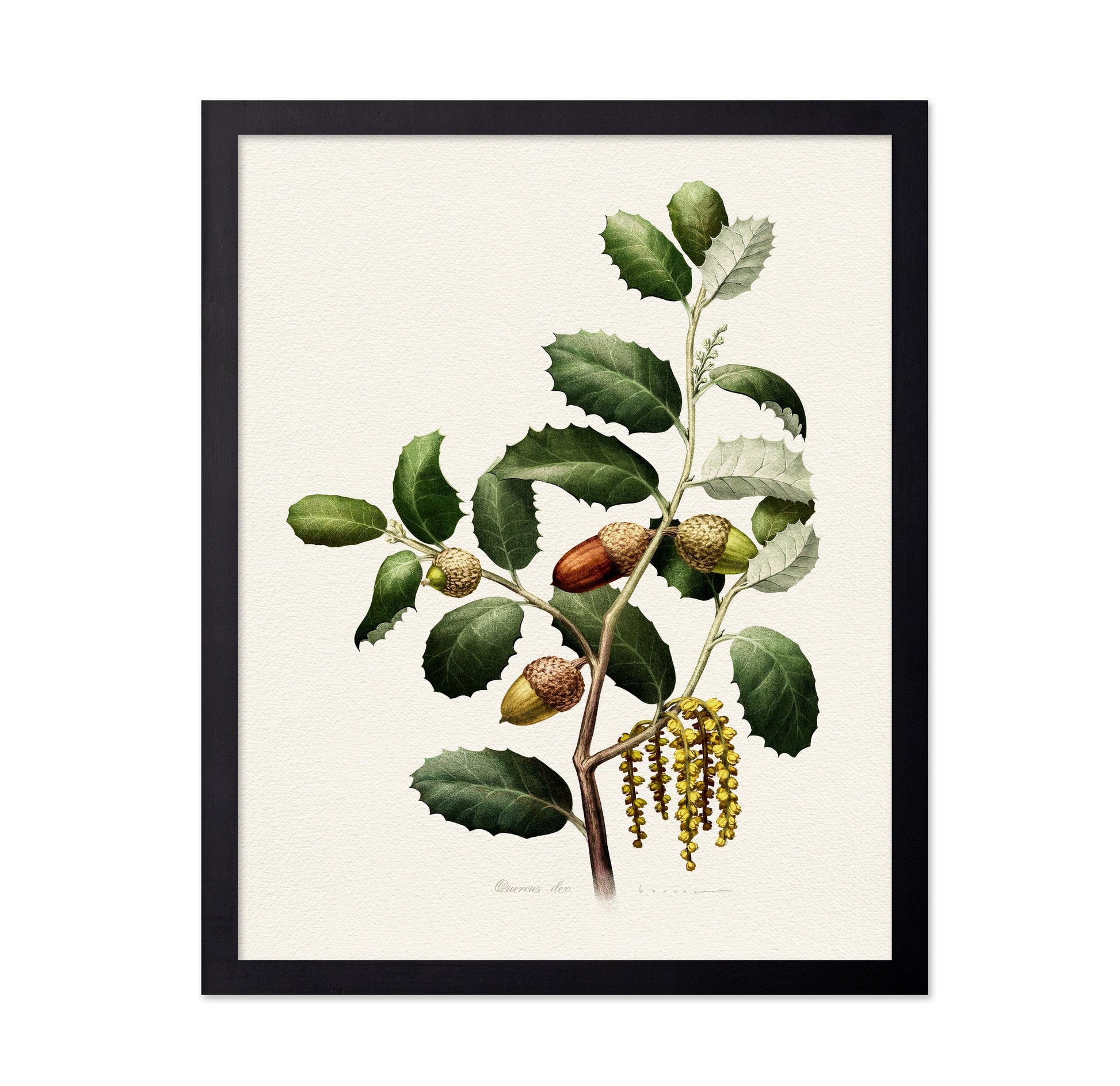 Quercus Ilex