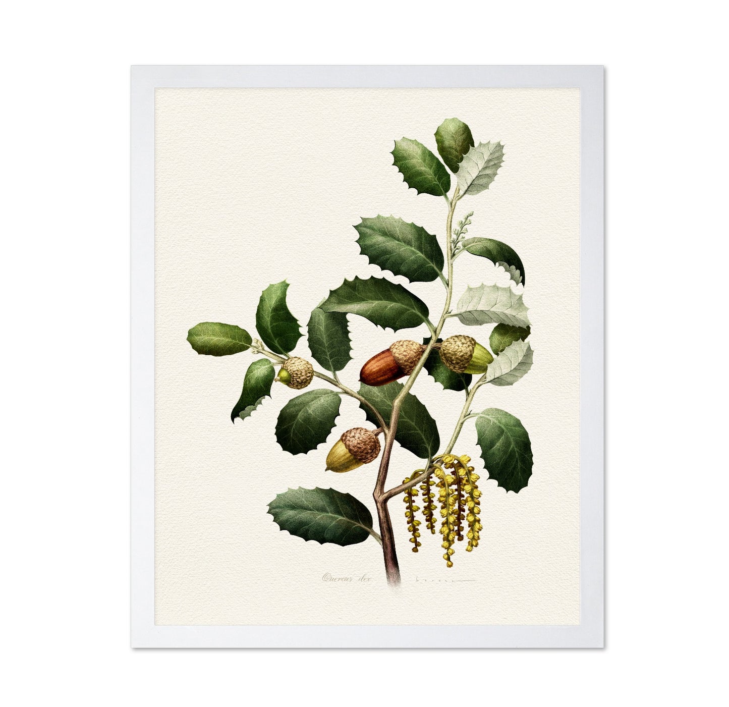 Quercus Ilex