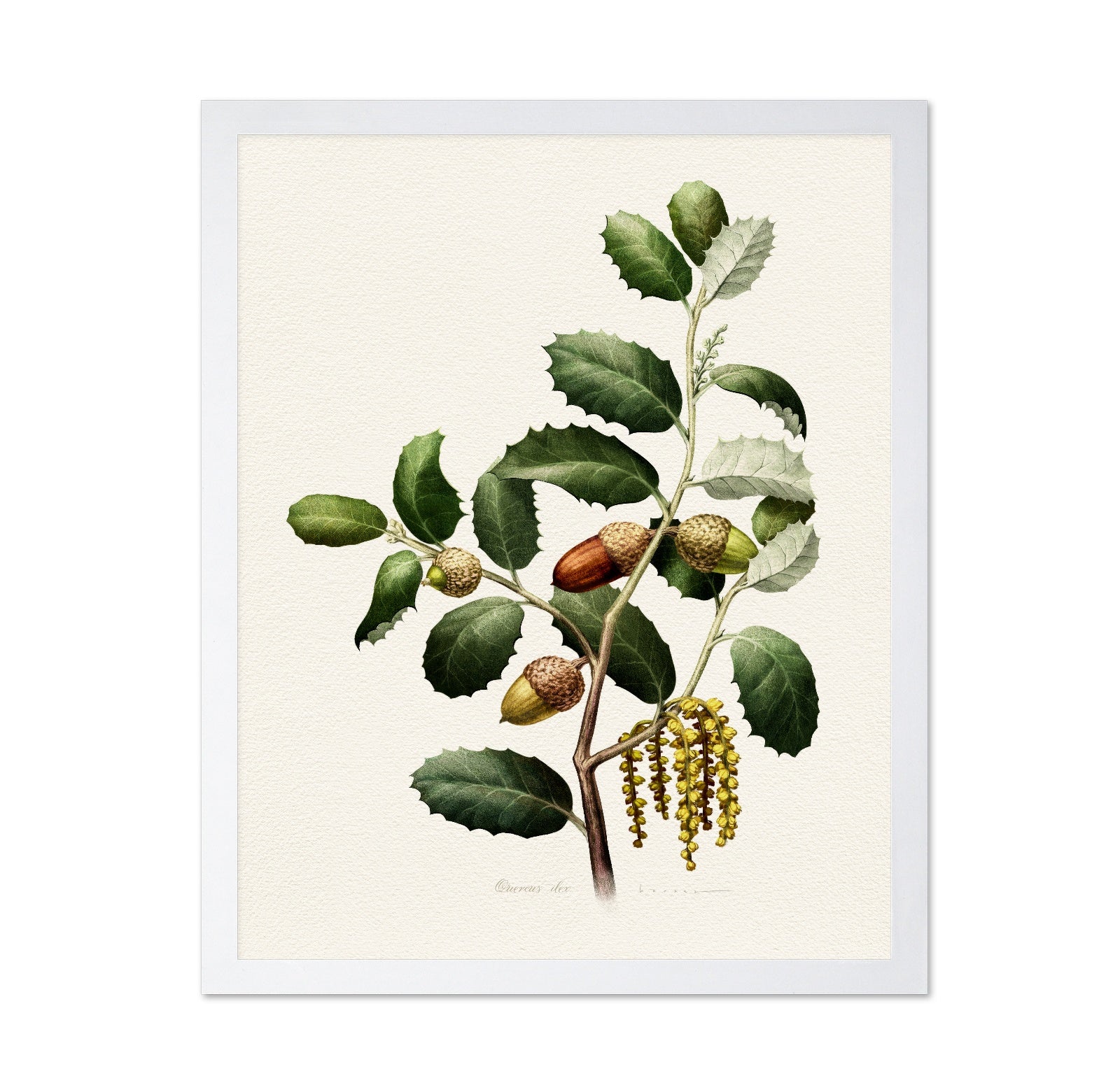 Quercus Ilex