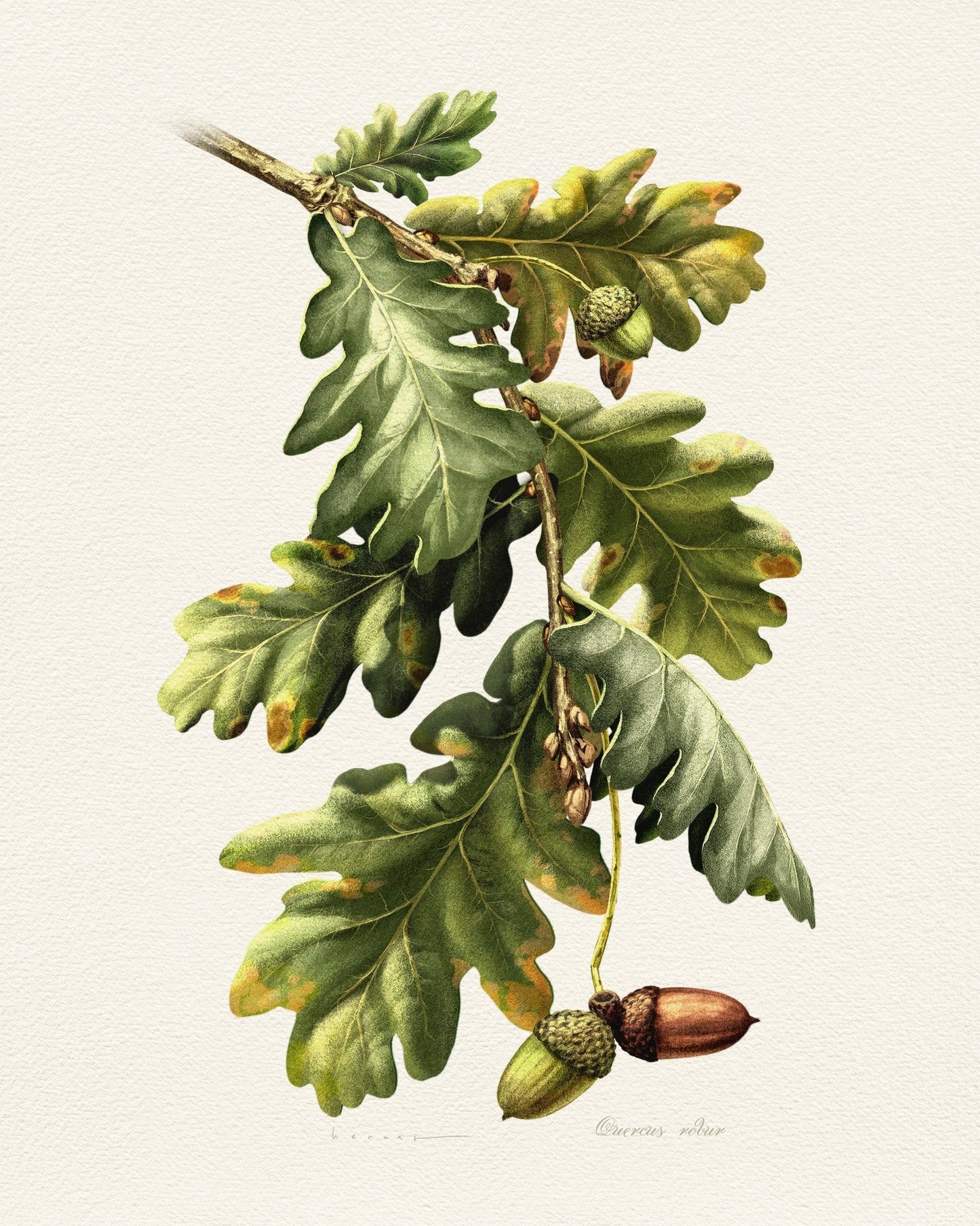 Quercus Robur