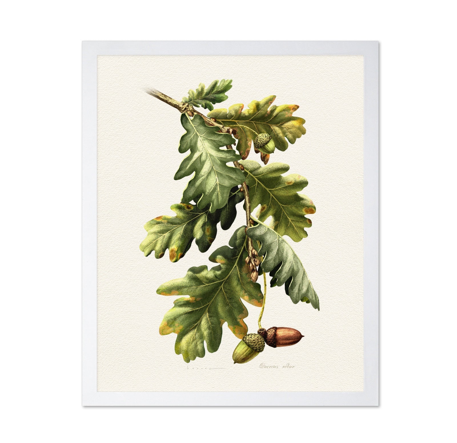 Quercus Robur