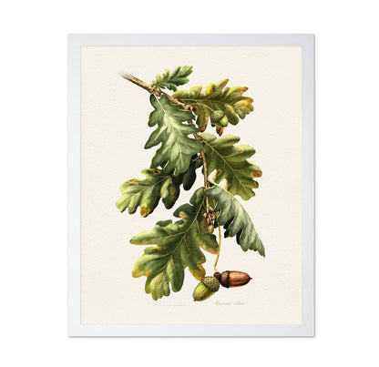 Quercus Robur