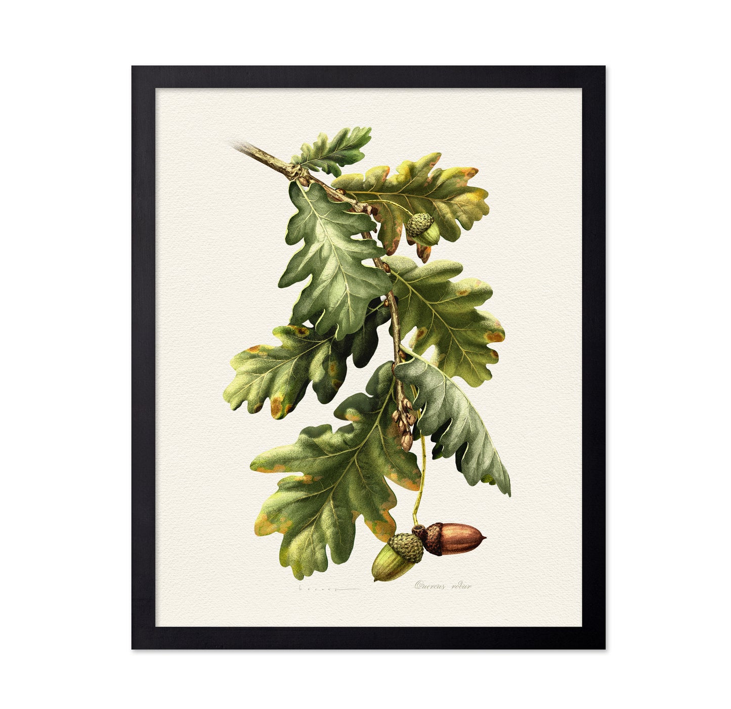 Quercus Robur