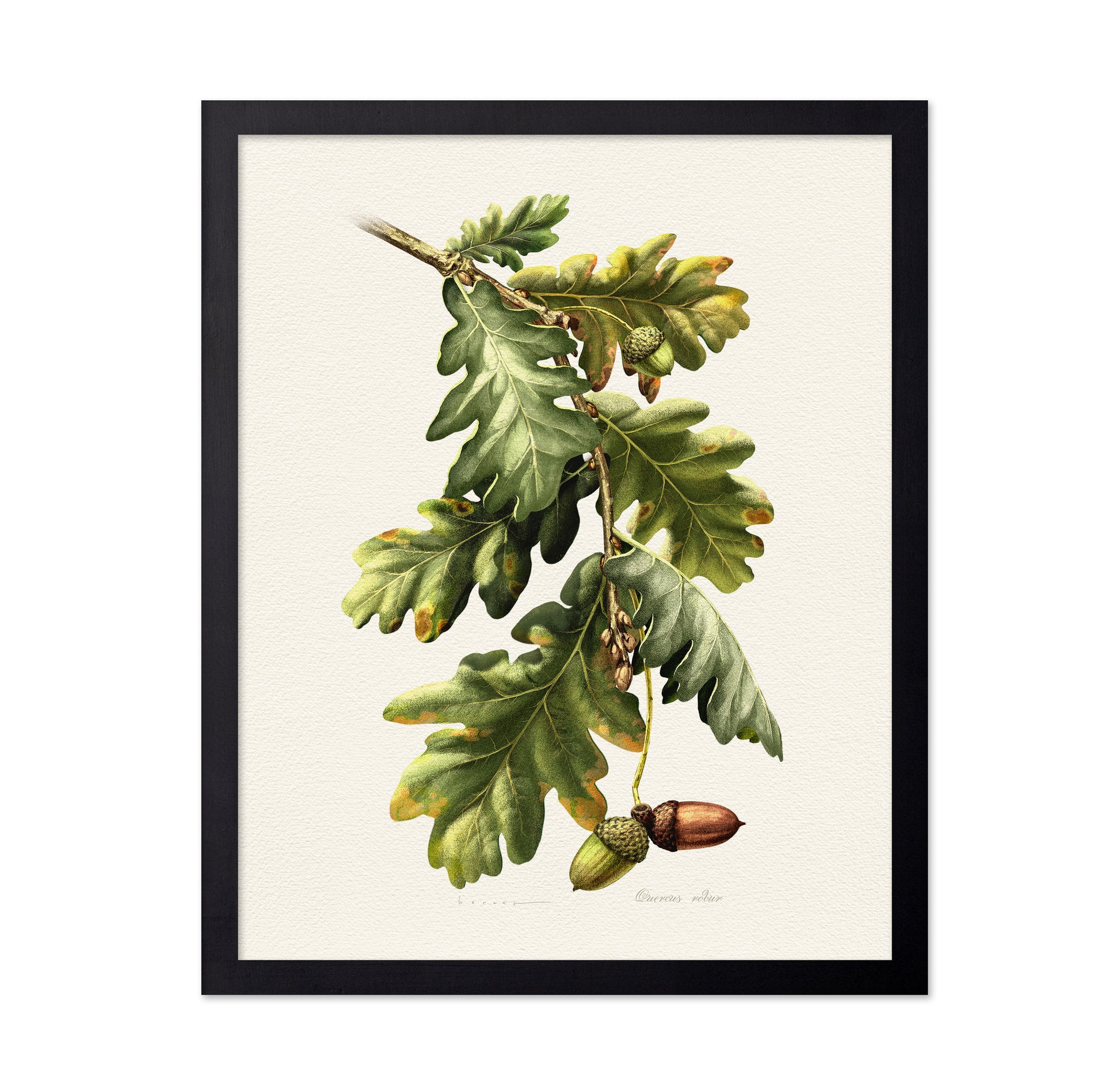 Quercus Robur