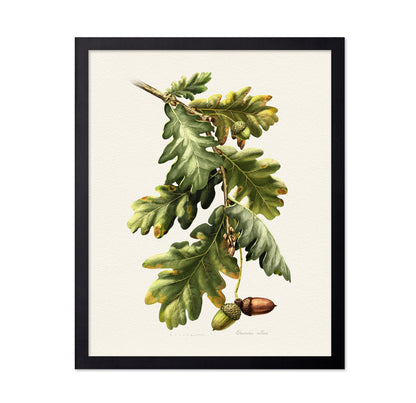 Quercus Robur