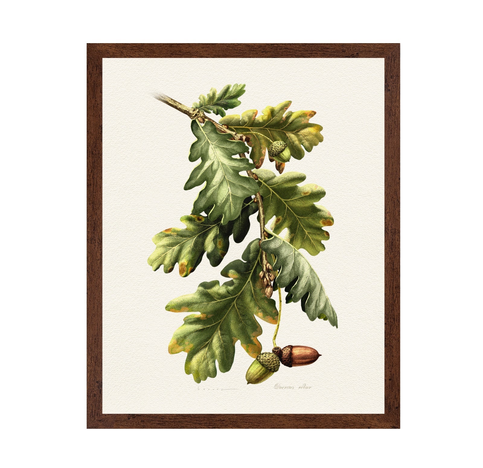 Quercus Robur