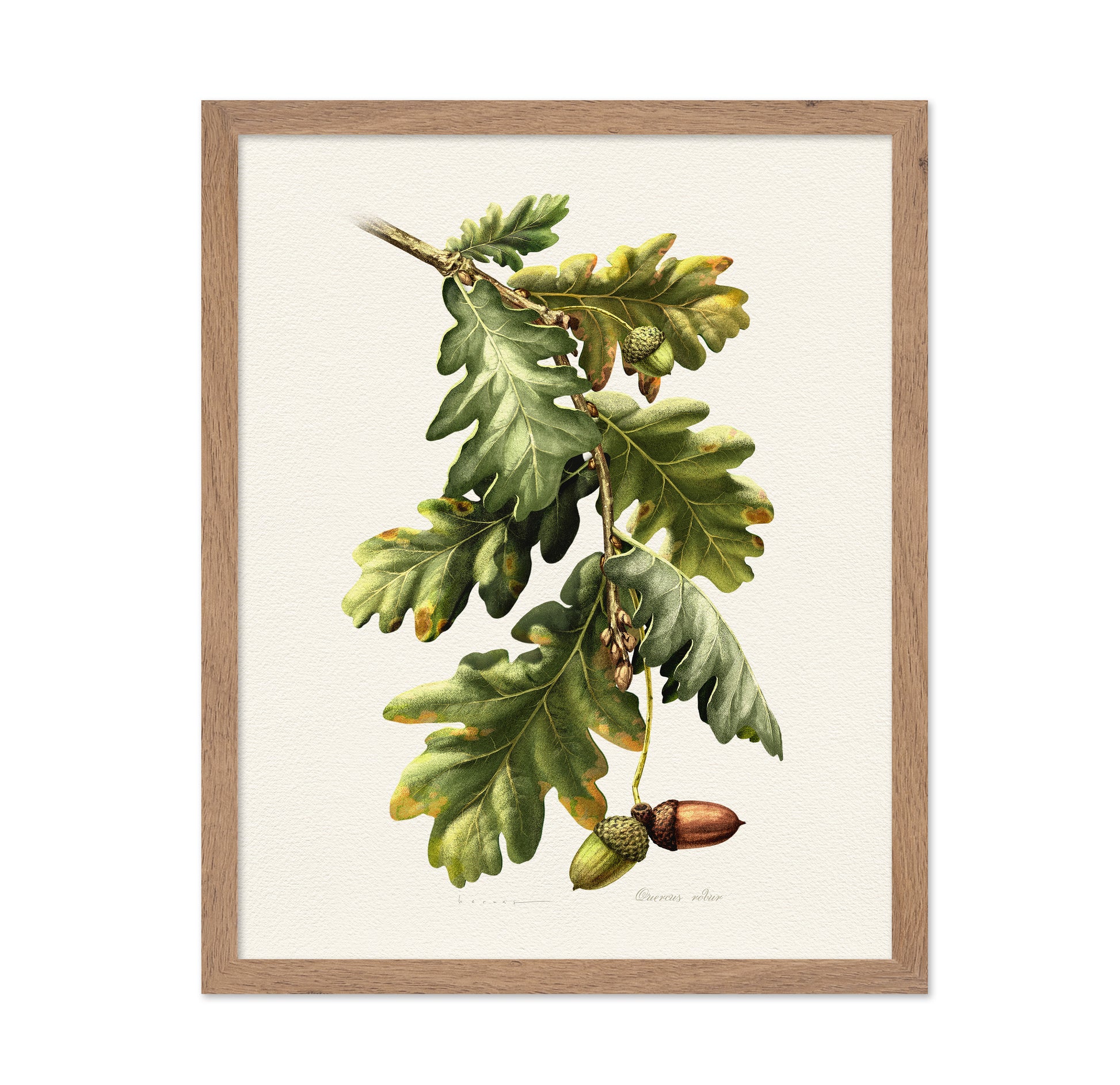Quercus Robur