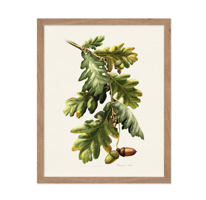 Quercus Robur