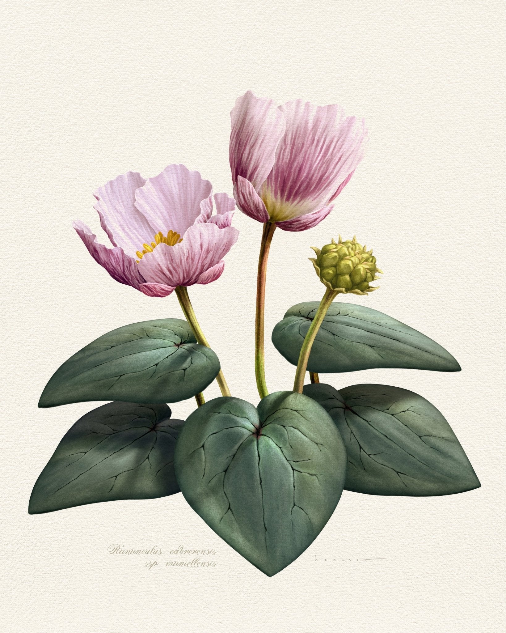 Ranunculus Cabrerensis – Poster Master