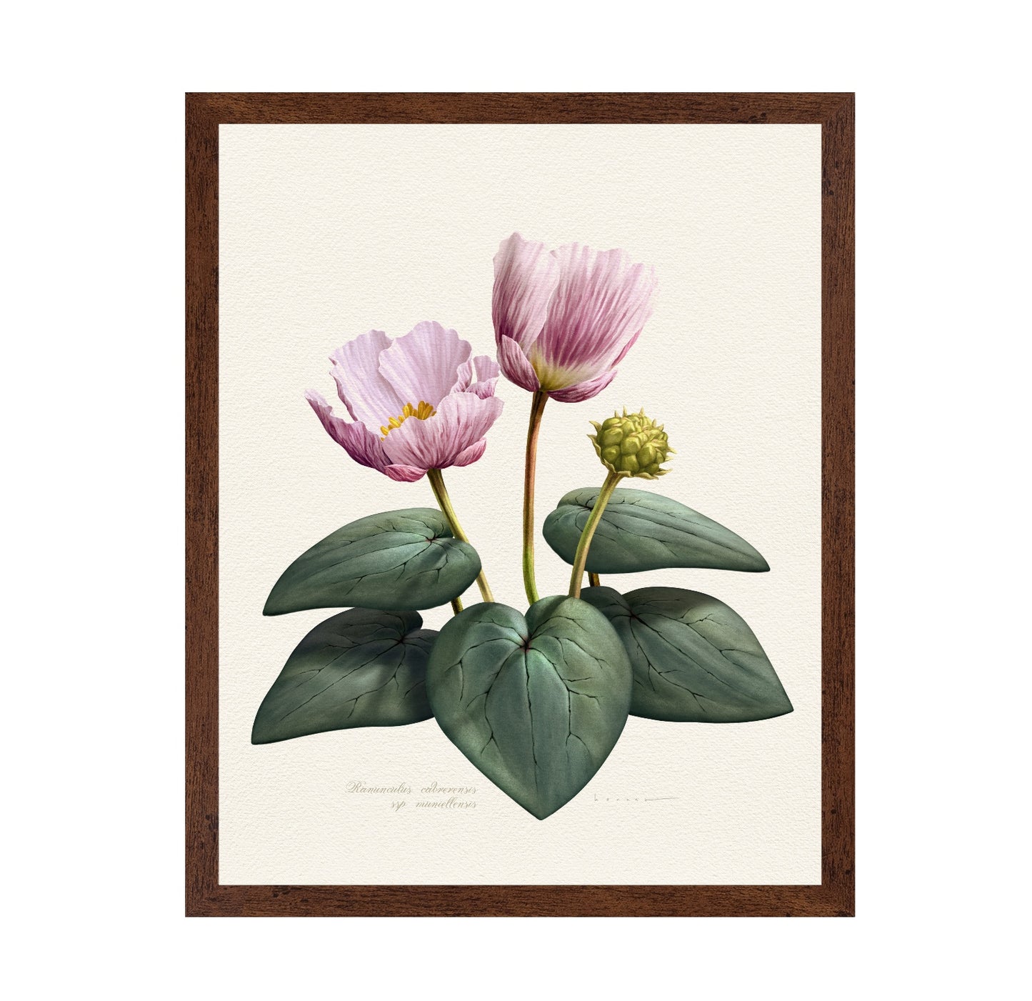 Ranunculus Cabrerensis