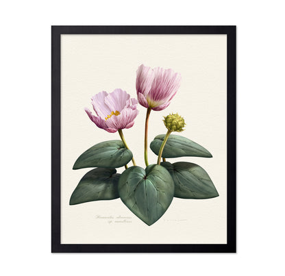 Ranunculus Cabrerensis