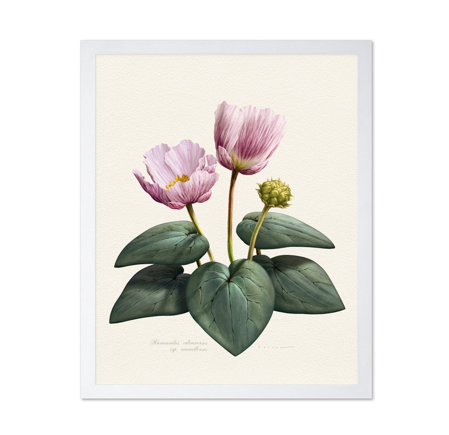 Ranunculus Cabrerensis