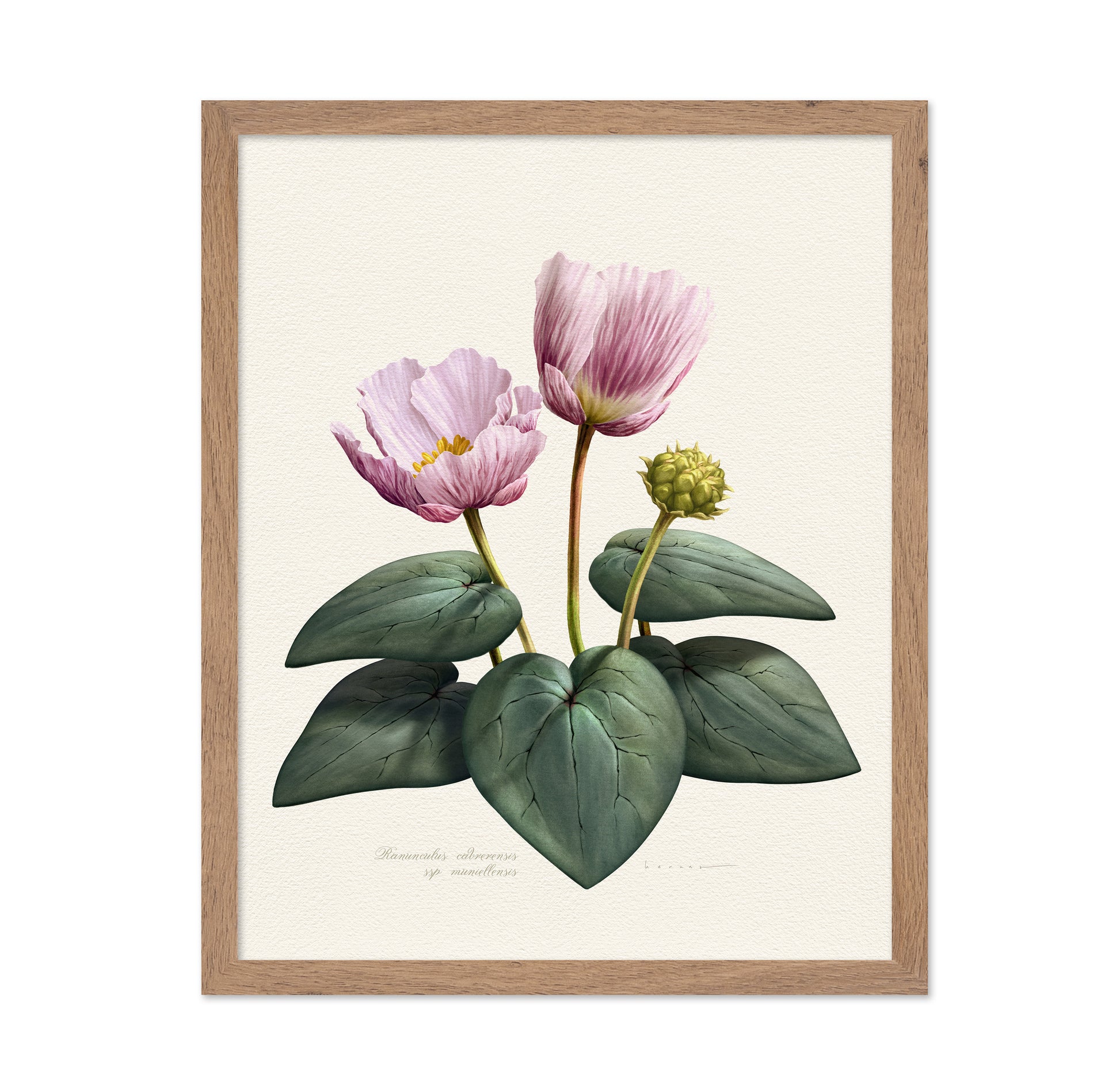 Ranunculus Cabrerensis