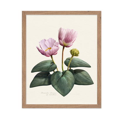 Ranunculus Cabrerensis