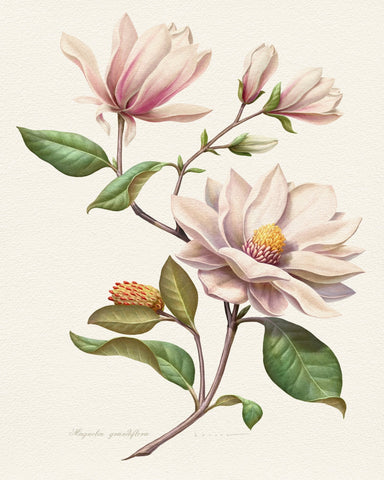 Magnolia Grandiflora