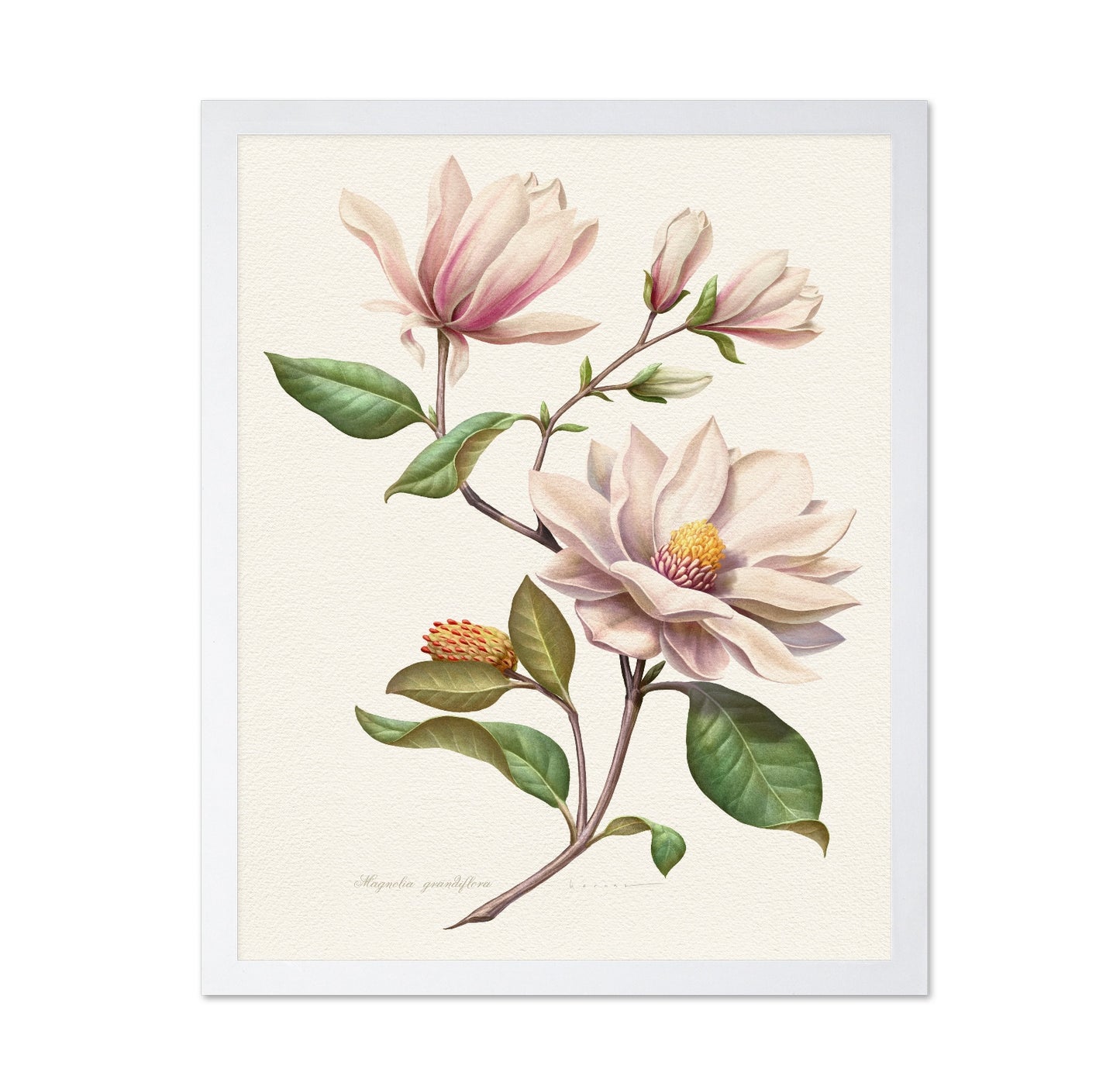 Magnolia Grandiflora