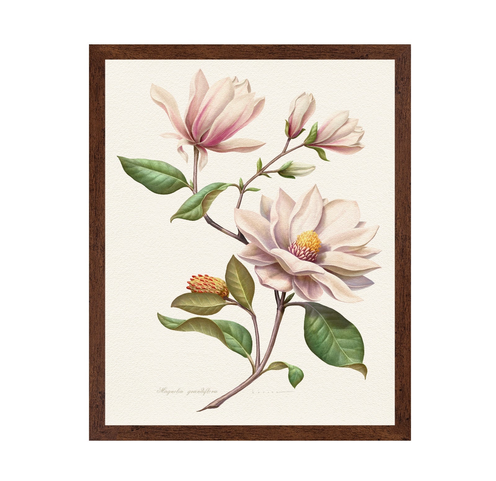 Magnolia Grandiflora