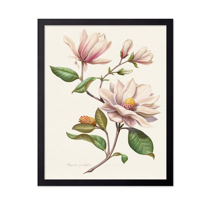 Magnolia Grandiflora