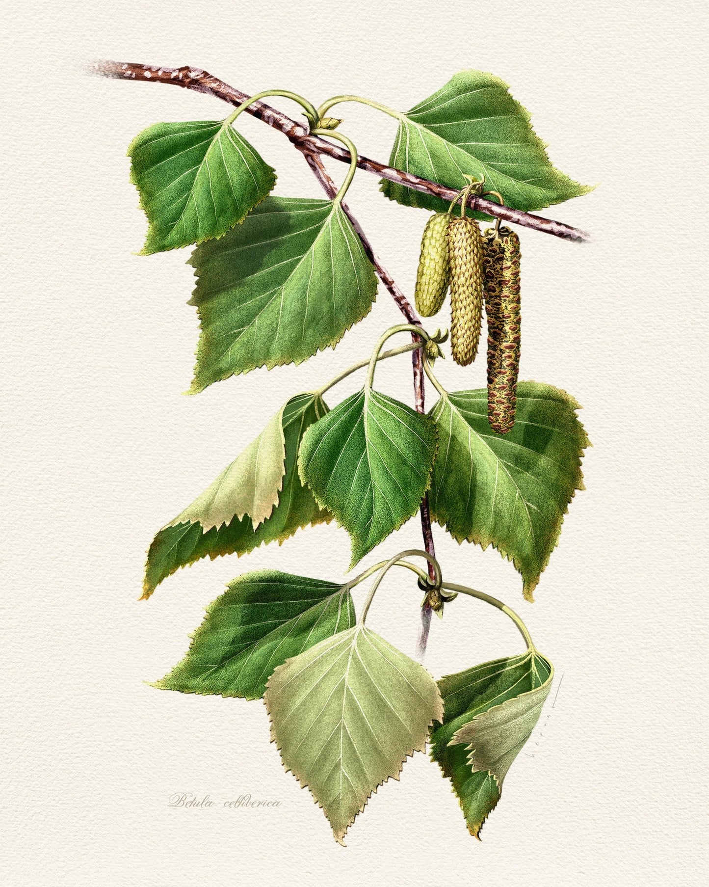 Birch Leaf Botanical