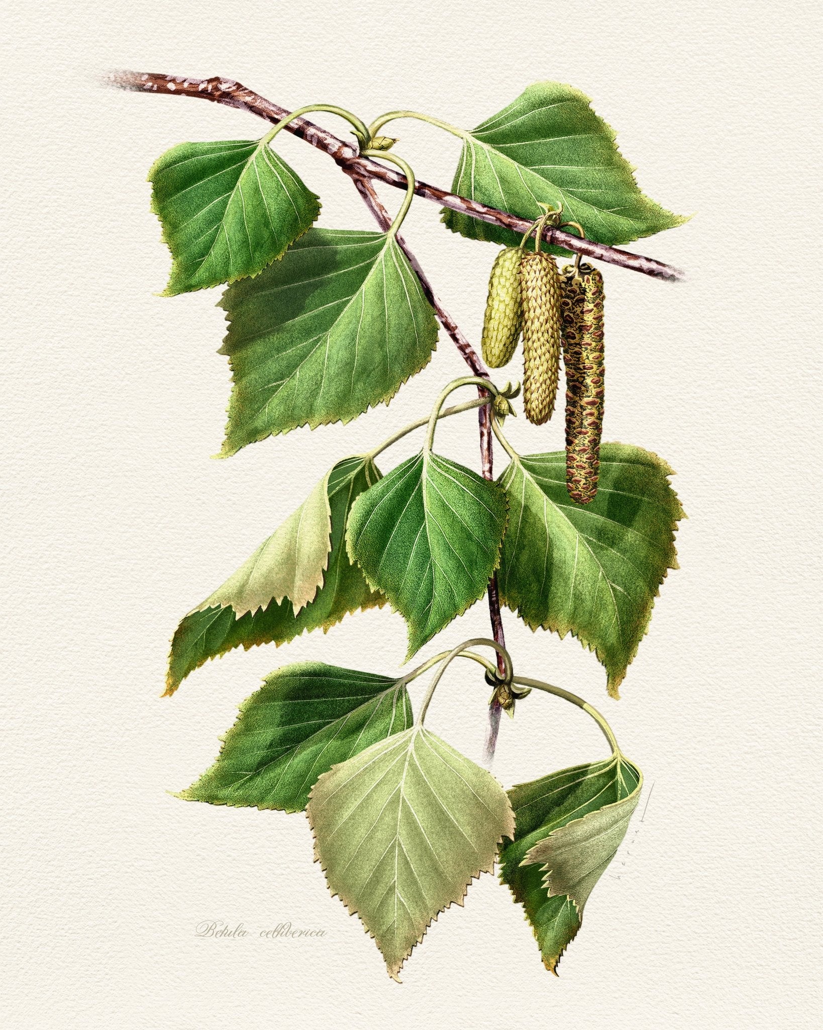Birch Leaf Botanical