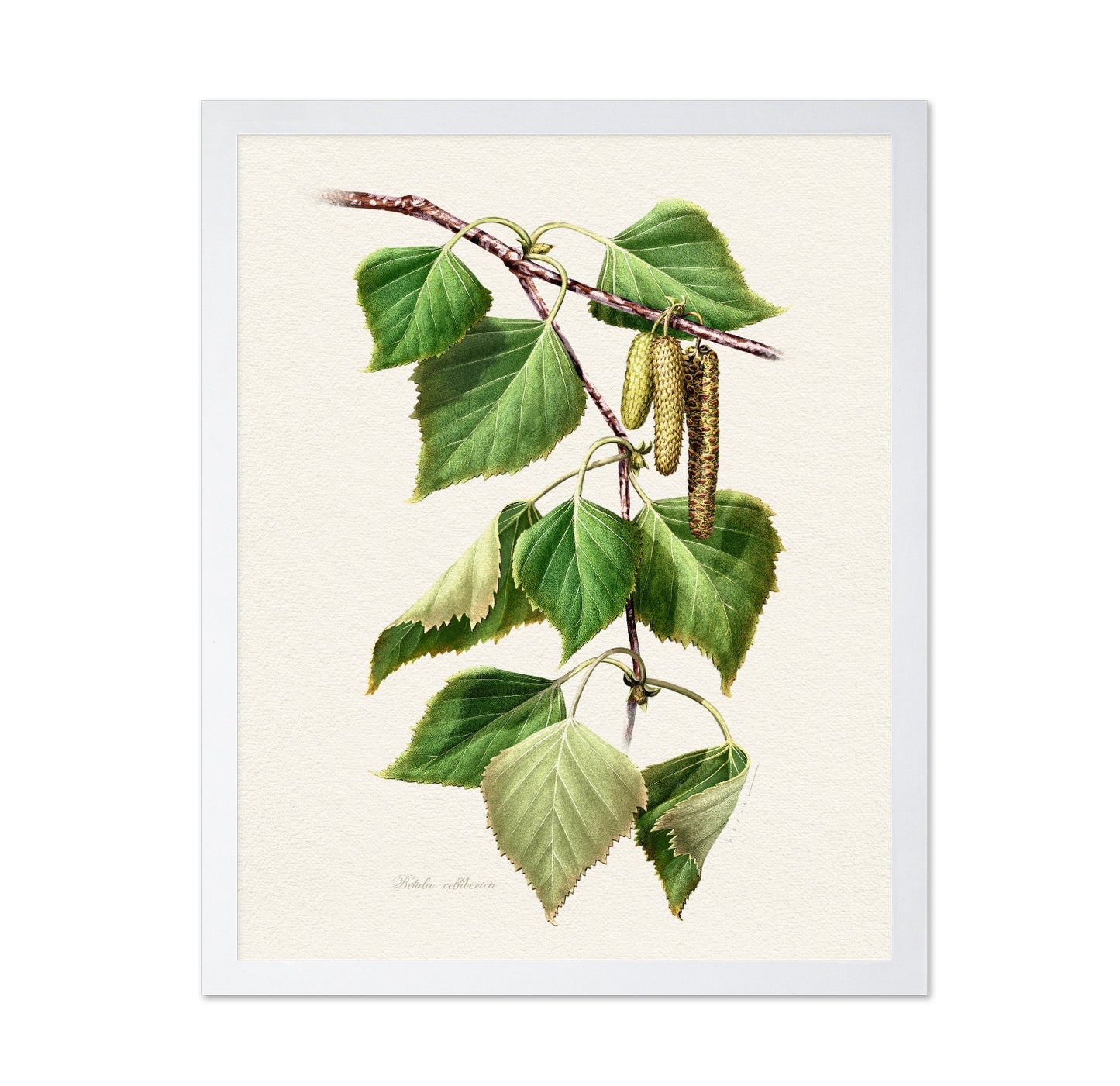 Birch Leaf Botanical