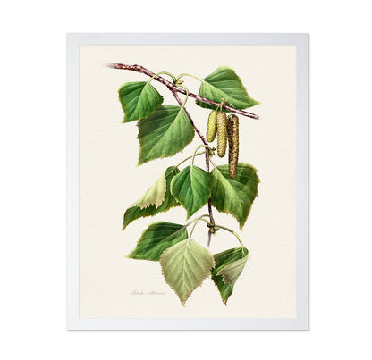 Birch Leaf Botanical