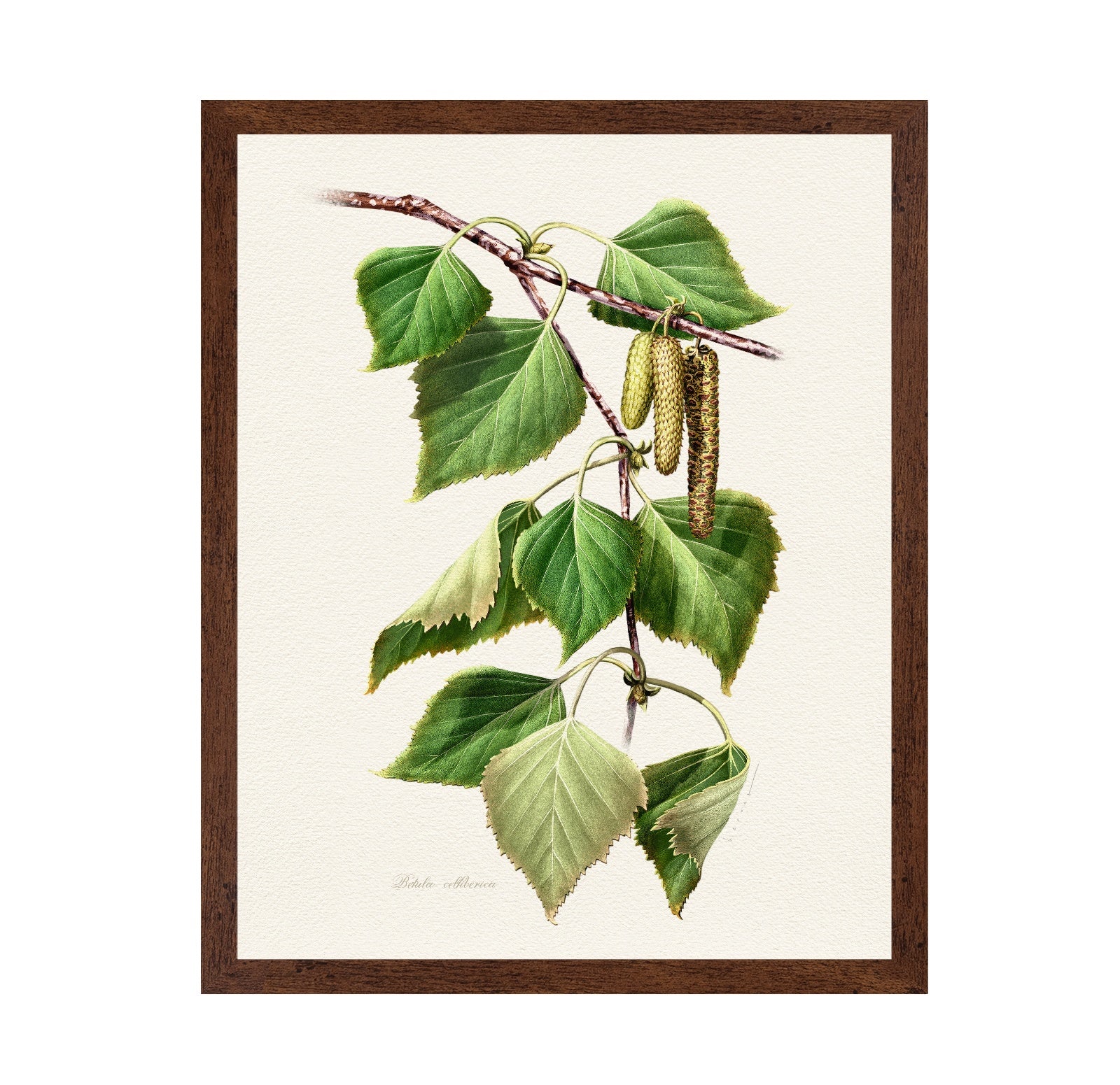Birch Leaf Botanical