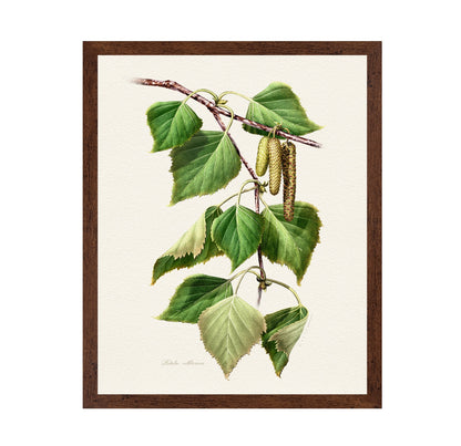 Birch Leaf Botanical