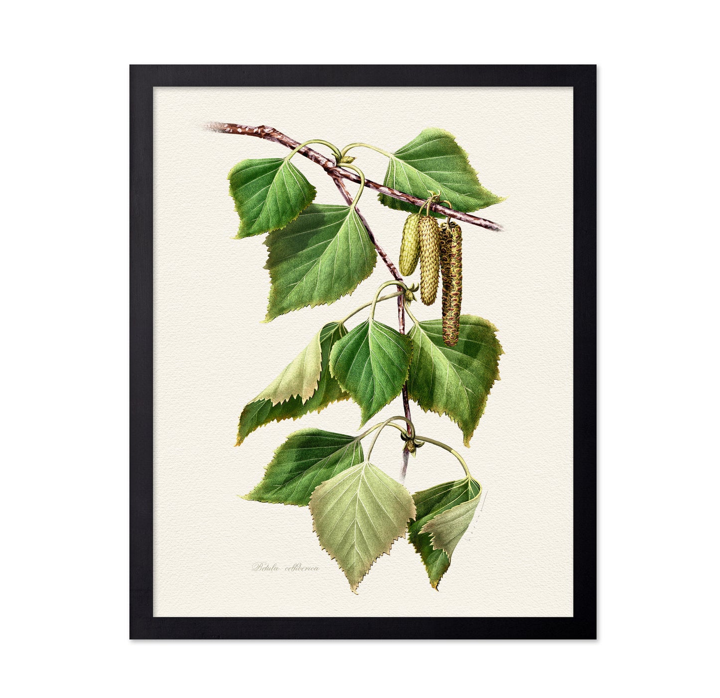 Birch Leaf Botanical