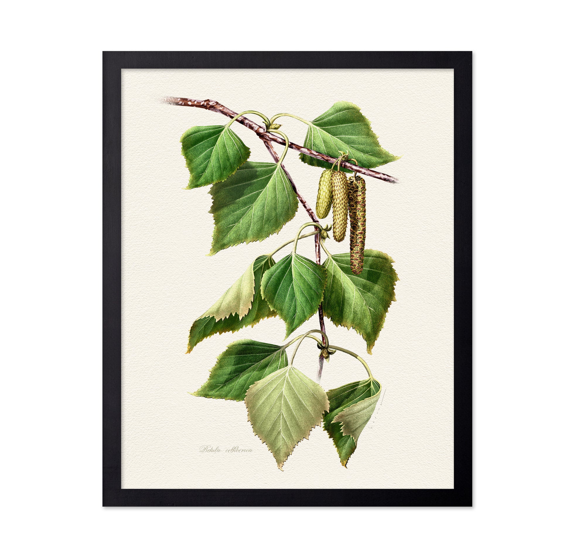Birch Leaf Botanical