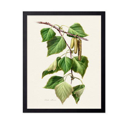 Birch Leaf Botanical