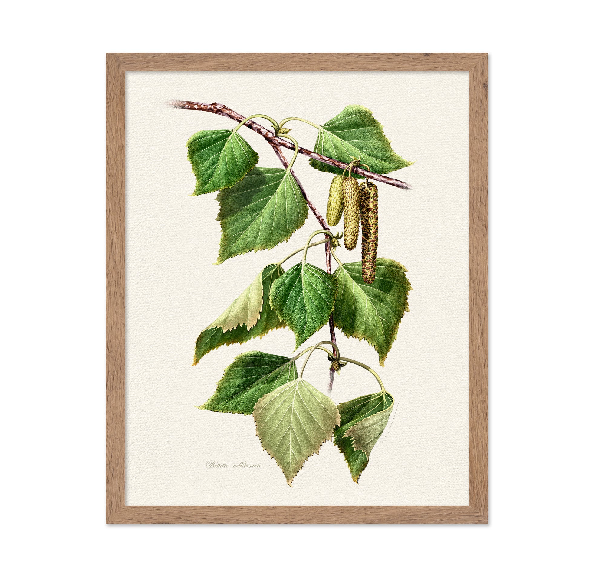 Birch Leaf Botanical