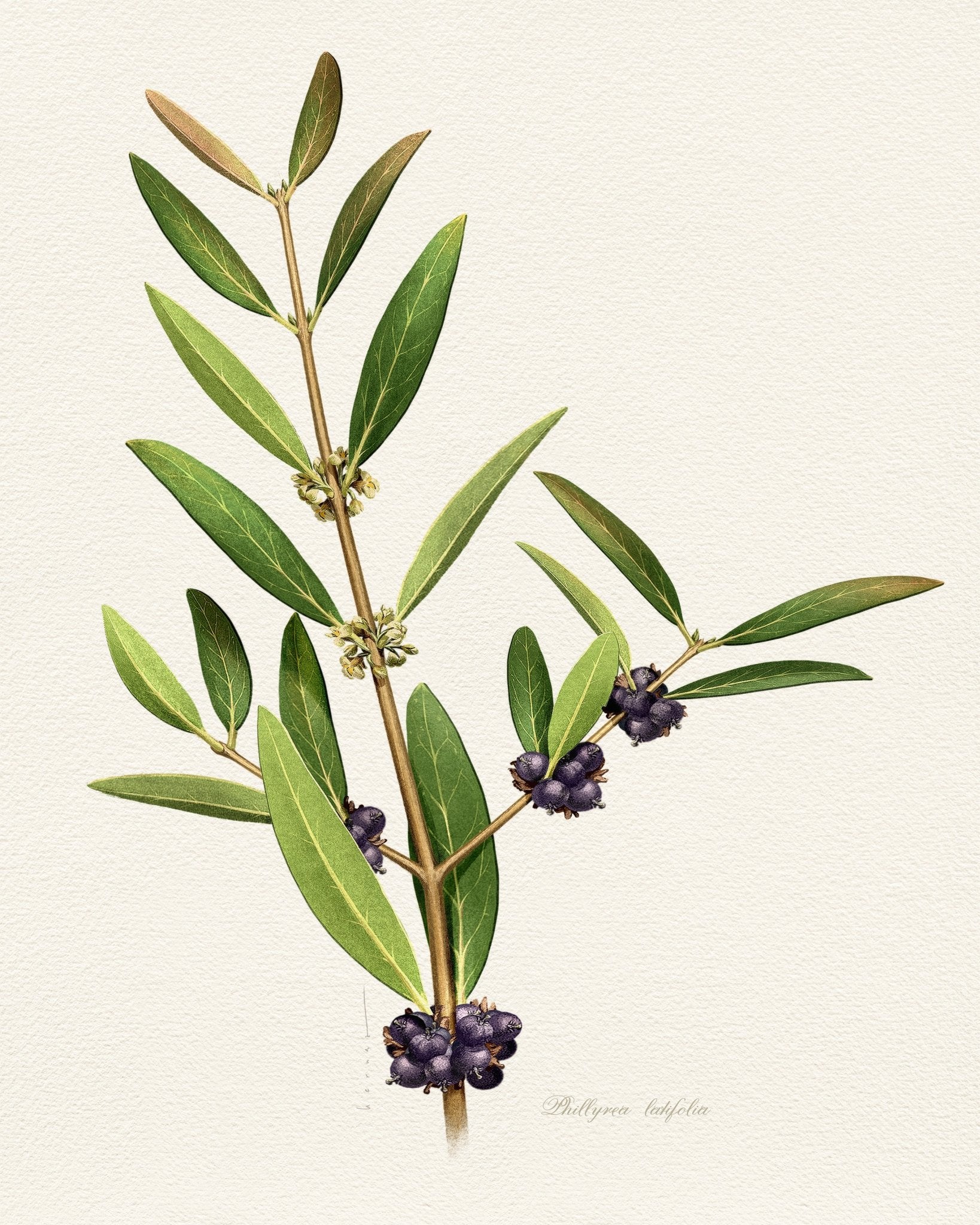 Phillyrea Latifolia