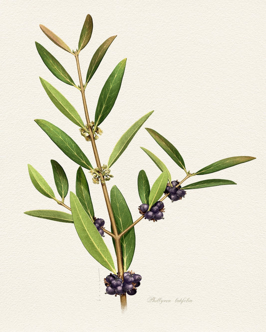 Phillyrea Latifolia