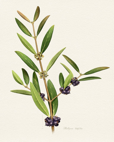 Phillyrea Latifolia