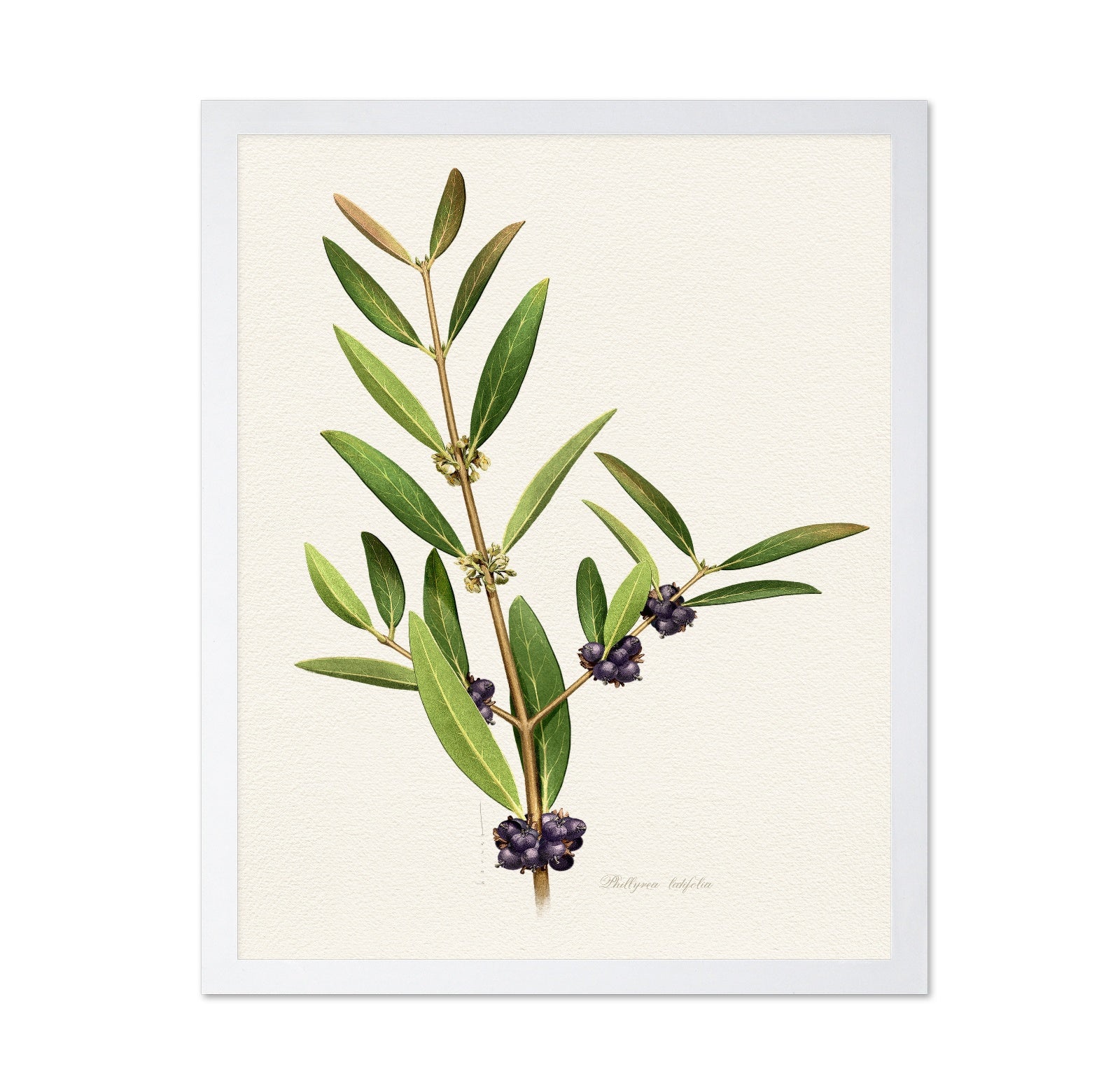 Phillyrea Latifolia
