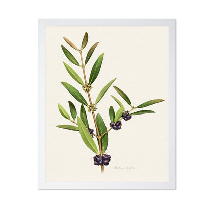 Phillyrea Latifolia