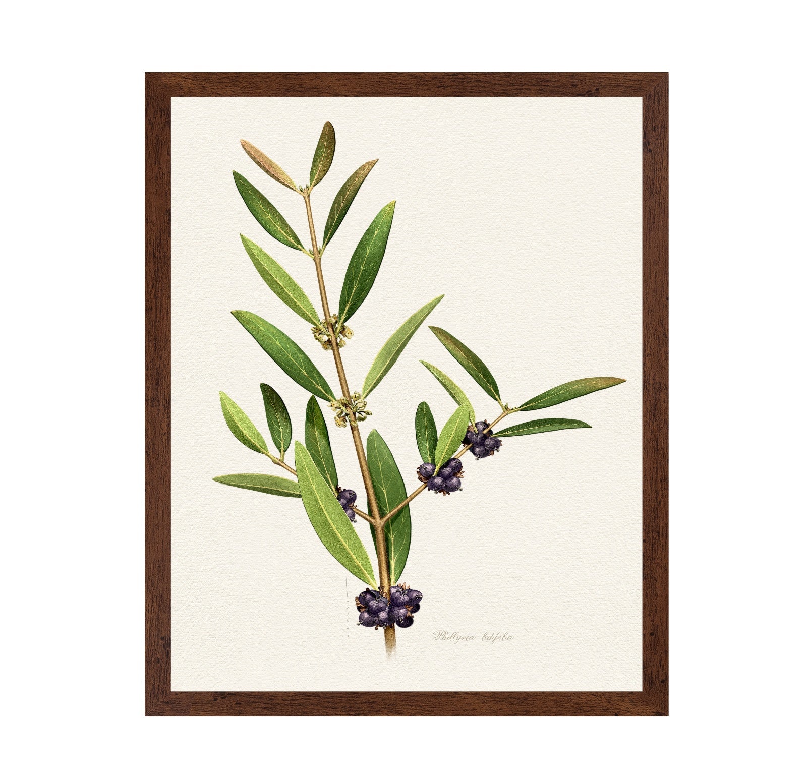 Phillyrea Latifolia