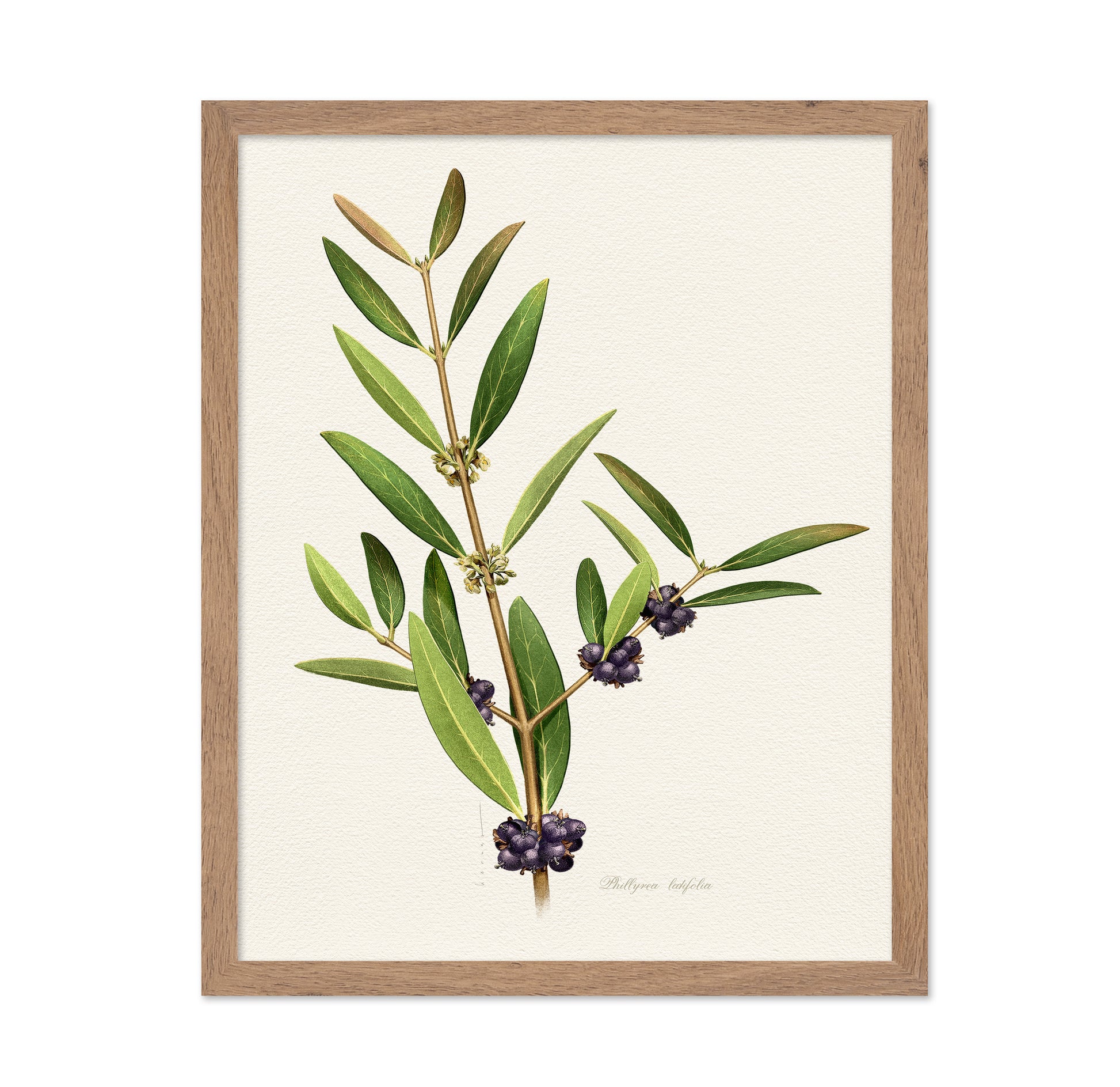 Phillyrea Latifolia