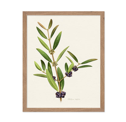 Phillyrea Latifolia