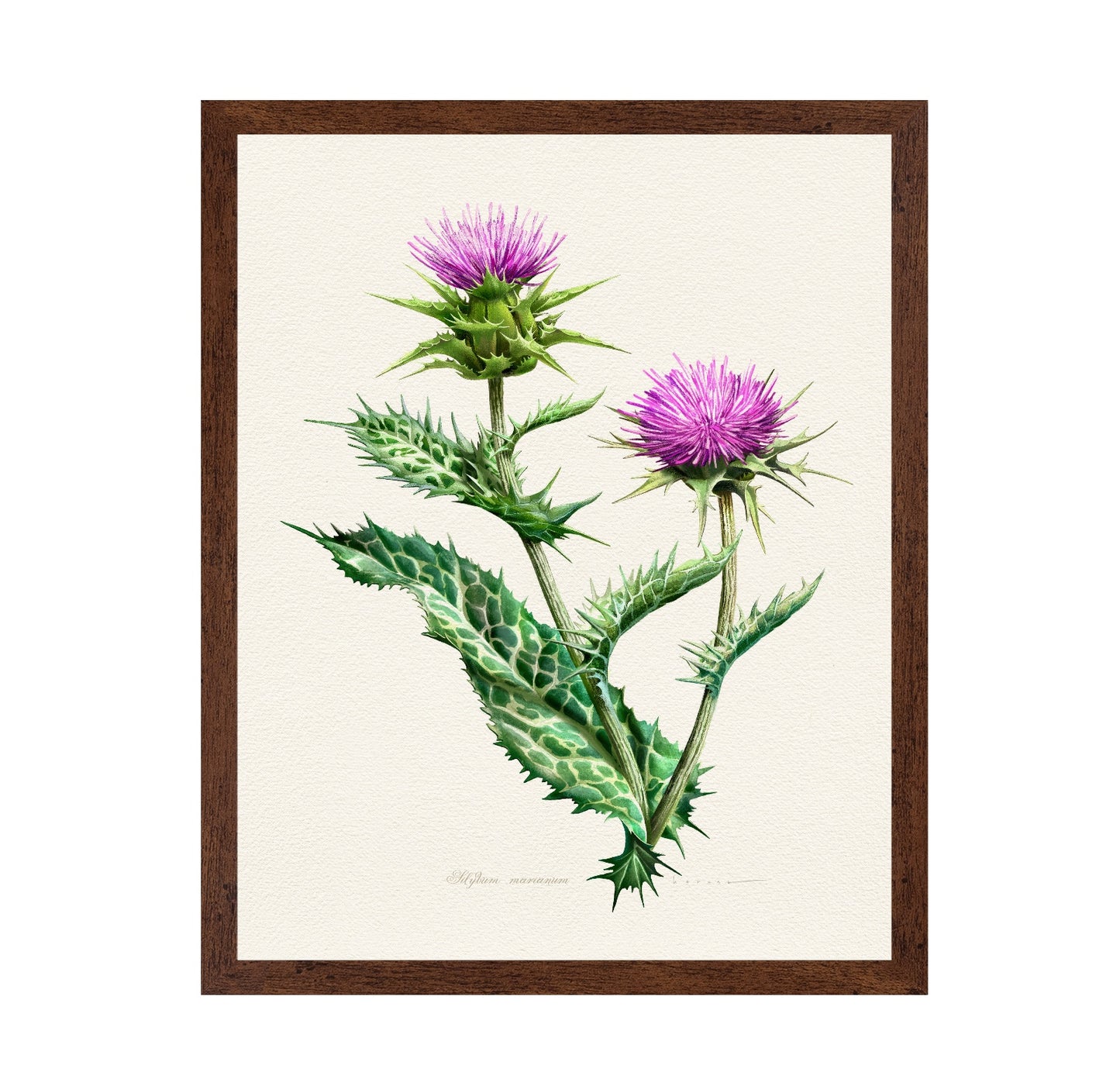Silybum Marianum