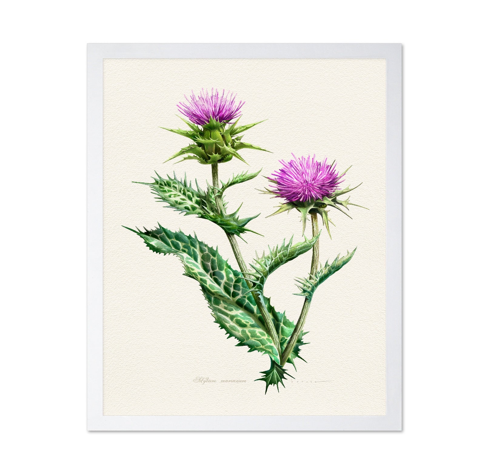 Silybum Marianum