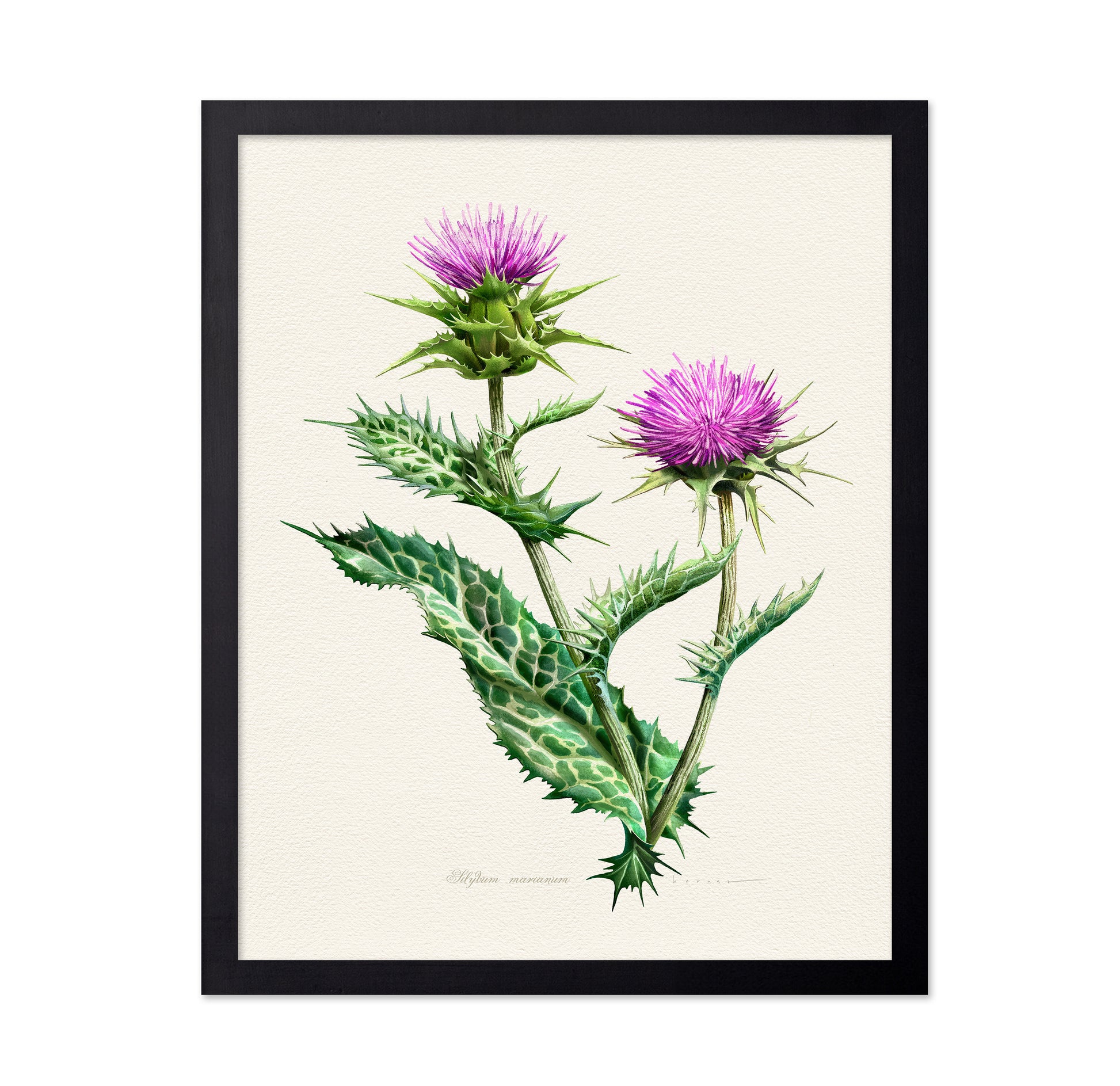 Silybum Marianum