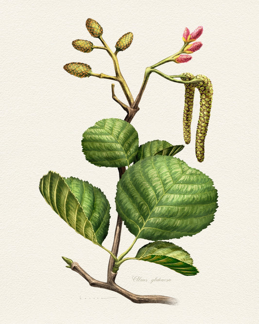 Alnus Glutinosa