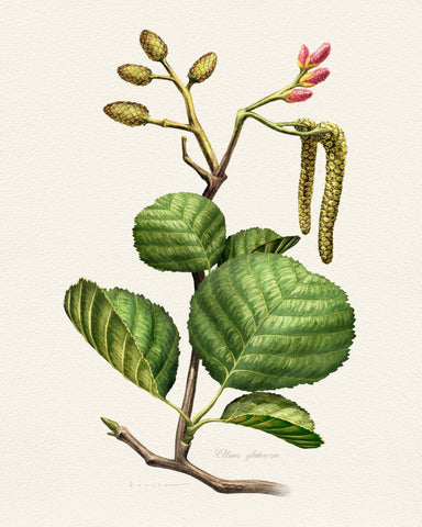 Alnus Glutinosa